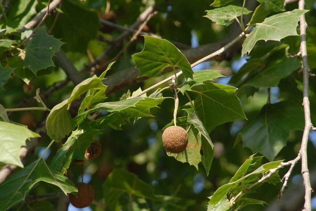 American Sycamore Tree - 36" Tall Seedling - Live Plant - Platanus occidentalis - The Nursery Center