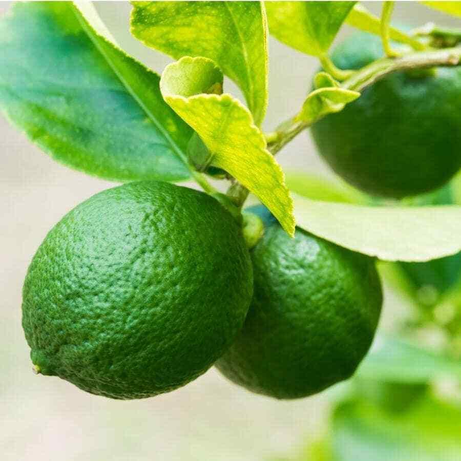 Thornless Mexican Key Lime Tree - Semi-Dwarf - 18-36" Tall - Live Citrus Plant - Indoor/Outdoor Patio Plant - Gallon Pot - The Nursery Center