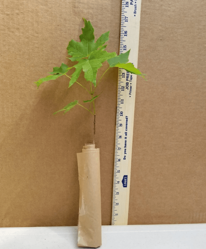 Sun Valley Red Maple Tree - 8-14" Tall - 2.5" Pot - Live Plant - Ships Potted - The Nursery Center
