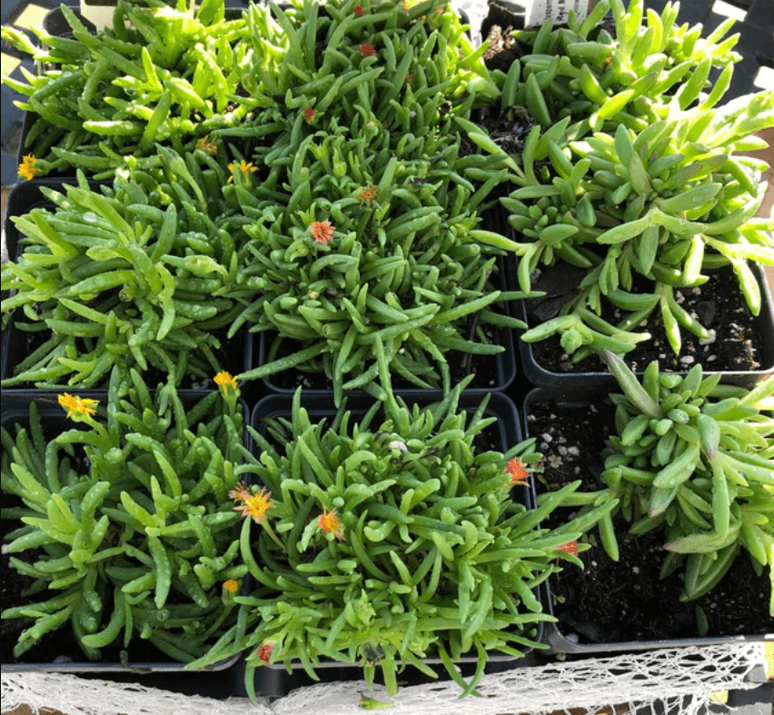 3 Jewel of Desert Ruby Ice Plants - Live Flowers - 3.5" Pots - Delosperma - The Nursery Center