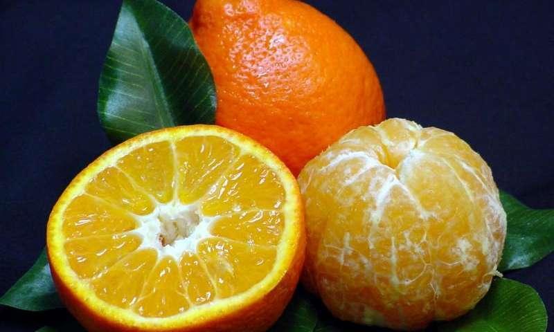 Sugar Belle Orange/Tangerine Tree - 26-30" Live Citrus Plant - Mandarin Hybrid - The Nursery Center