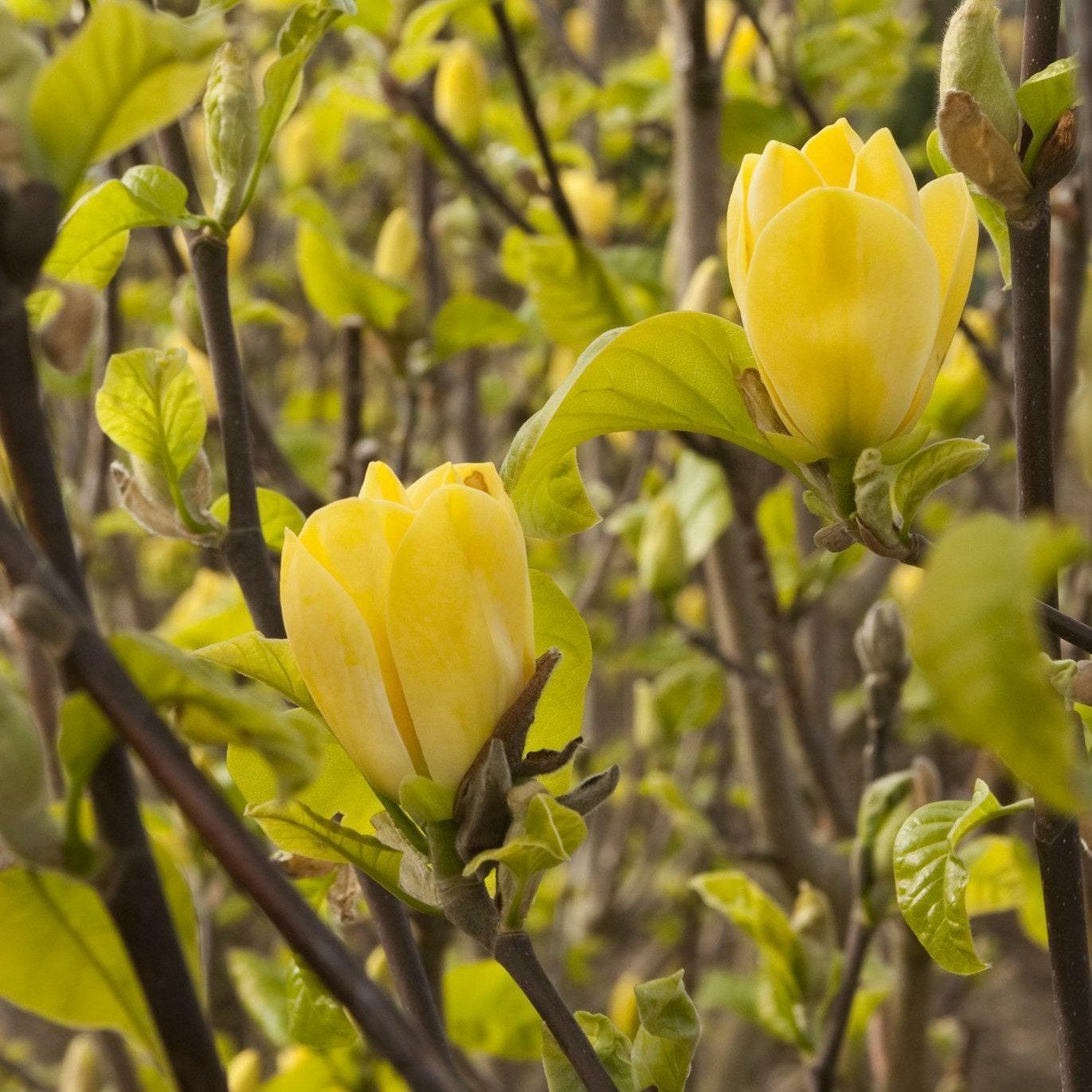 Yellow Bird Magnolia Tree/Shrub - 24-36" Tall Live Plant - 2-3 Foot Tall Seedling - The Nursery Center