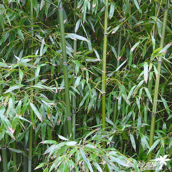 Bamboo Twigs Branches natural grown by us in the USA. Organic - USMANTIS