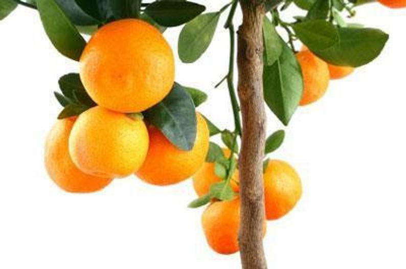 Nules Clementine Tree - 26-30" Tall - Live Plant - Gallon Pot - Grafted - Citrus - The Nursery Center