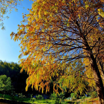 Bald Cypress Tree - 2-3 Foot Tall Live Plant - 24-36