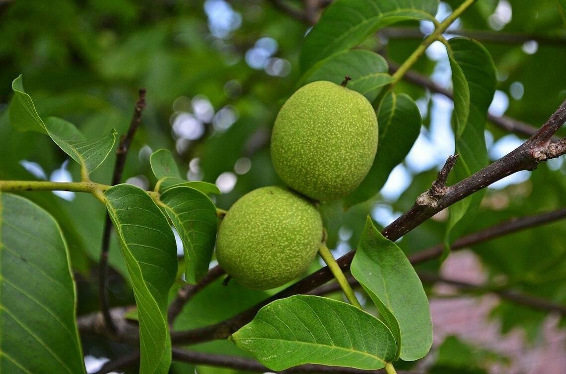 Black Walnut Tree - 24-36" Tall - Live Plant - 2-3 Foot Tall Seedling - Juglans nigra - The Nursery Center