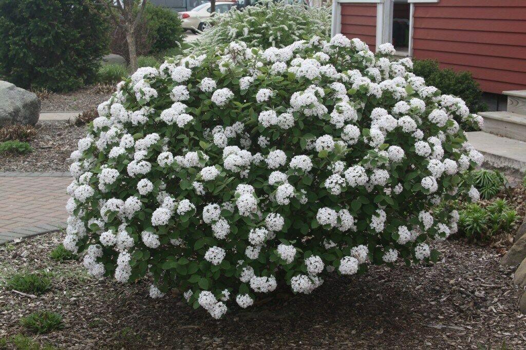 2 Koreanspice Viburnum Shrubs/Bushes (Arrowwood) - 6-8" Tall Live Plants - 3" Pots - Viburnum Carlesii - The Nursery Center