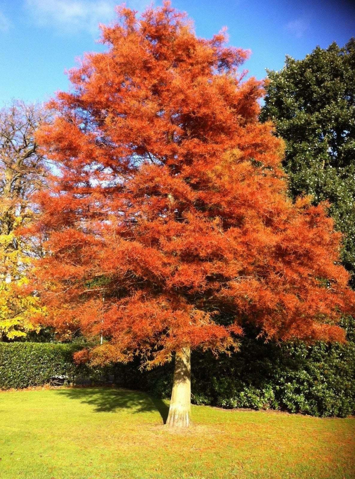 Warm tree in autumn 2 - diotoppo