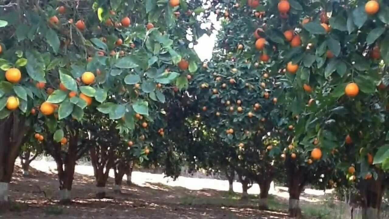 Dwarf Honeybell (Minneola Tangelo) Tree - 26-30" Tall - Live Citrus Plant - Gallon Pot - Grafted - Citrus x tangelo 'Minneola' - The Nursery Center