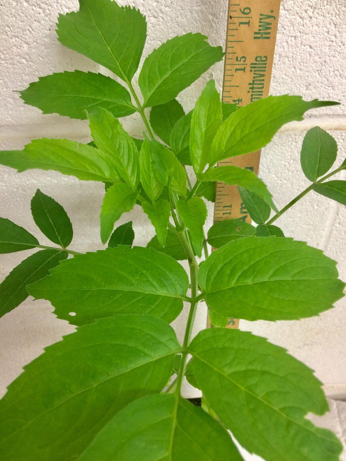 American Elderberry Shrub - 12" Tall Live Plant, Quart Pot - Sambucus canadensis - The Nursery Center