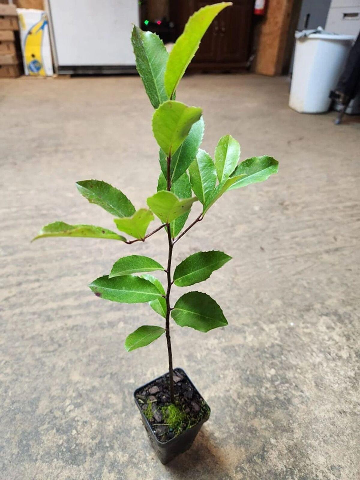 Cherry Laurel Shrub/Hedge - 8-12" Tall Seedling - Live Plant - 3" Pot - The Nursery Center