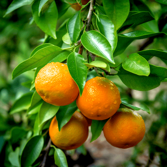 Shiranui/Sumo Mandarin, Dekopon Tangerine Tree - 26-30" Tall - Live Citrus Plant - The Nursery Center
