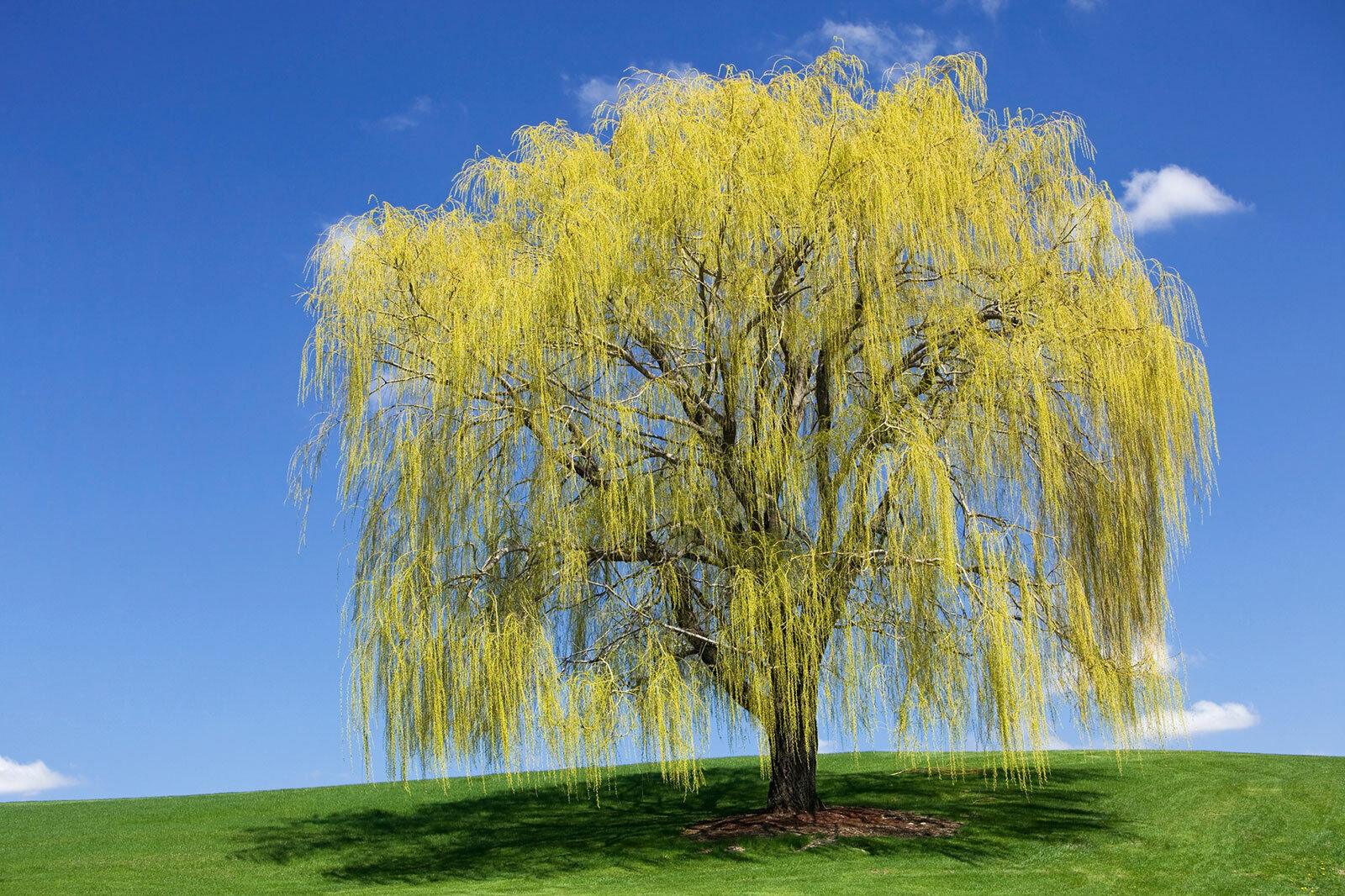 Weeping Willow Tree - 24-36" Tall - Live Plant - Bareroot - Salix babylonica - The Nursery Center