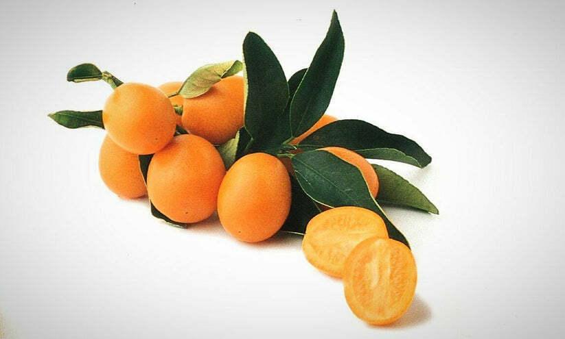 Meiwa Kumquat Tree - 12-24" Tall - Live Plant - Grafted - Citrus - Potted - The Nursery Center