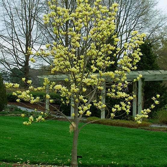 Yellow Bird Magnolia Tree/Shrub - 6-12" Tall Seedling - Live Plant - 2.5" Pot - The Nursery Center