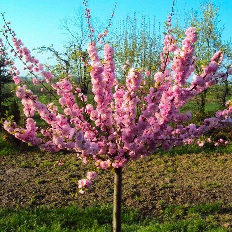 2 Pink Flowering Almond Trees/Shrubs - 6-12" Tall - Live Plants - 4" Pots - Prunus triloba - The Nursery Center