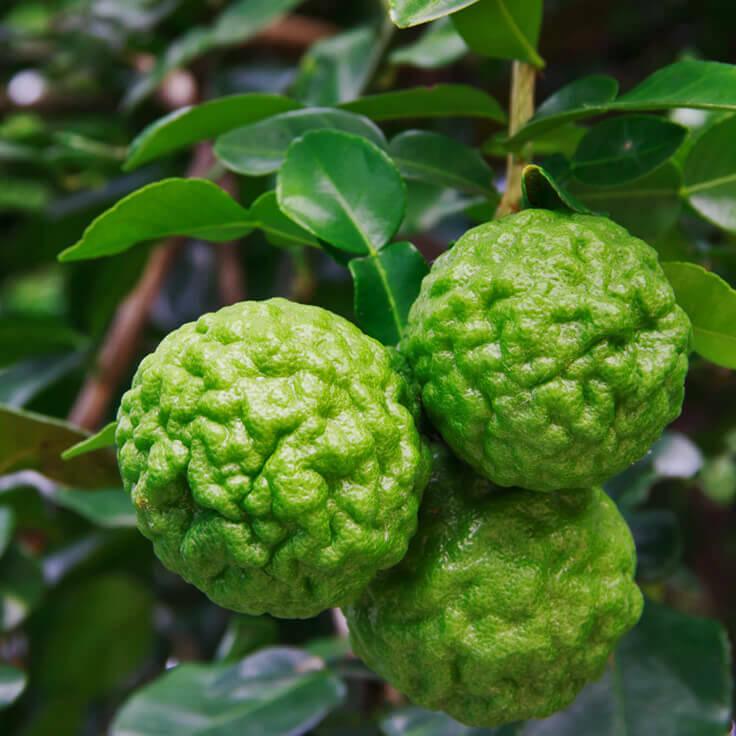 Kaffir Lime Tree (Thai Lime/Makrut Lime) - Semi-Dwarf - 18-36" Tall - Live Plant - Gallon Pot - Citrus Hystrix - The Nursery Center