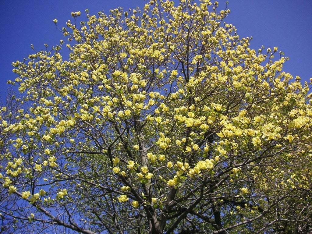 2 Yellow Bird Magnolia Trees/Bushes/Shrubs - Live Plants - 6-12" Tall Seedlings - 2.5" Pots - The Nursery Center