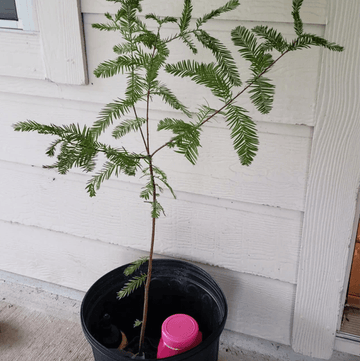 Bald Cypress Tree - 2-3 Foot Tall Live Plant - 24-36