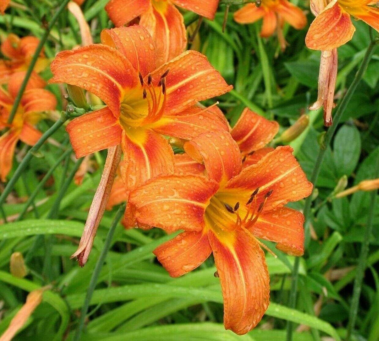 50 Orange Daylily Bulbs - Ditch Lily Flowers, Tawny Day Lily - Fingerlings/Bulbs - The Nursery Center