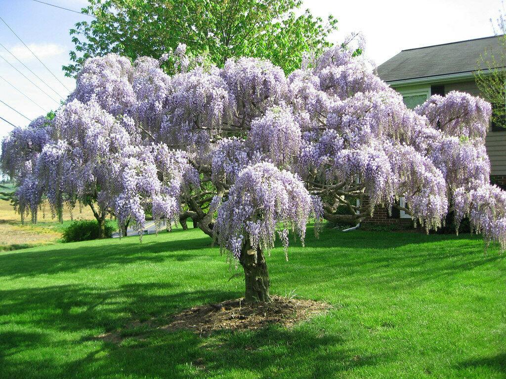 Purple Wisteria Tree - 6-12" Tall - Live Plant - 2.5" Pot - Wisteria sinensis - The Nursery Center