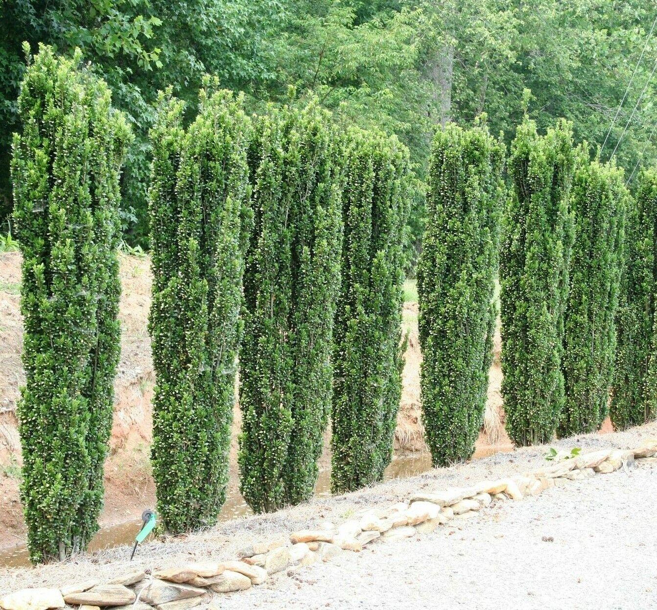 20 Sky Pencil Holly Shrubs/Trees/Hedges - 5-10" Tall Live Plants - 2.5" Pots - The Nursery Center