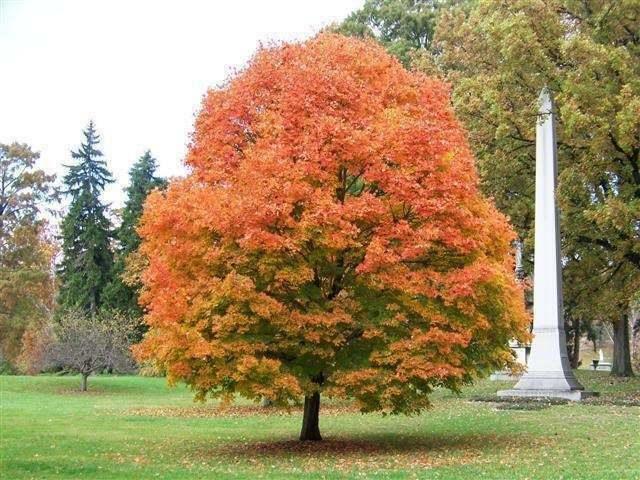 Sugar Maple Tree - Live Potted Plant - Quart Pot - 10-18" Tall - Acer saccharum - The Nursery Center