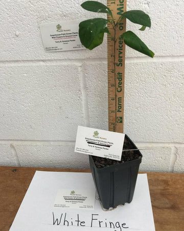 White Fringe Tree/Shrub - 6-12" Tall Live Plant, Qt Pot - Chionanthus virginicus - The Nursery Center