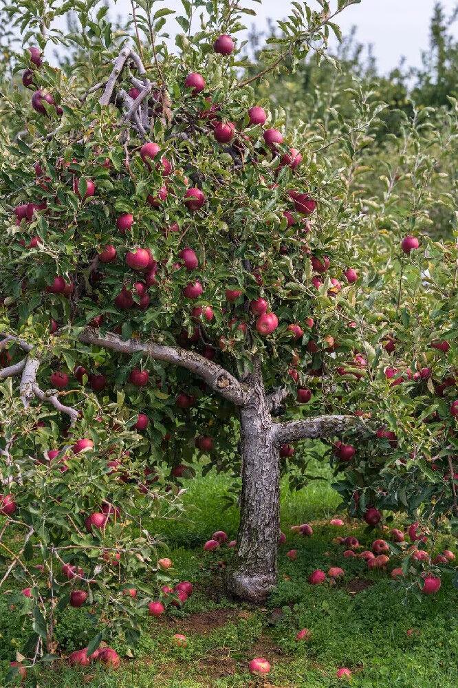 apple tree seedling
