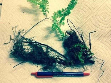 5 Lady Fern Rhizomes/Roots - Common/Subartic Ladyfern - Athyrium filix-femina