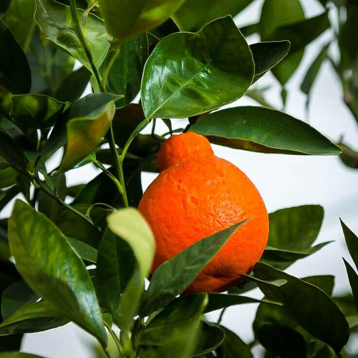 Dwarf Honeybell (Minneola Tangelo) Tree - 26-30" Tall - Live Citrus Plant - Gallon Pot - Grafted - Citrus x tangelo 'Minneola' - The Nursery Center