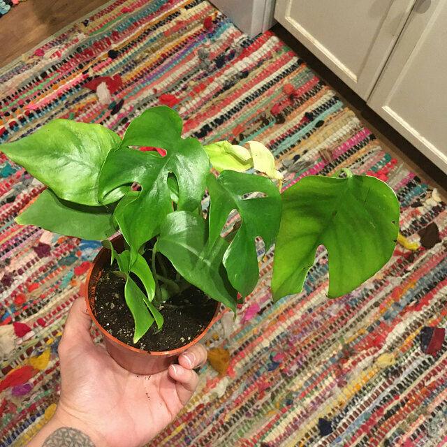 Mini Monstera Ginny Plant, Philodendron Piccolo, Mini Split Leaf - Live - 4" Pot - The Nursery Center