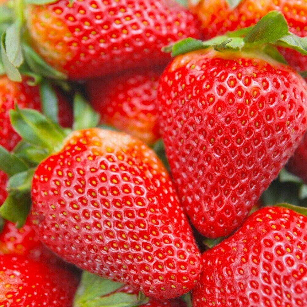 25 Albion Strawberry Everbearing Plants - Organic - Extra Large - Ships Bareroot - The Nursery Center