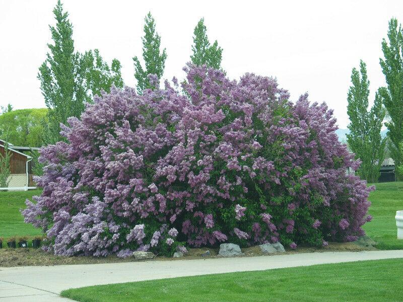 Old Fashioned (Common) Lilac Shrub/Bush - 18-24" Tall Live Plant - Syringa vulgaris - The Nursery Center