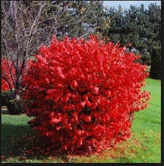 Burning Bush - Live Plant/Shrub - 2-4" Tall Seedling, 2x3" Pot - Euonymus alatus - The Nursery Center