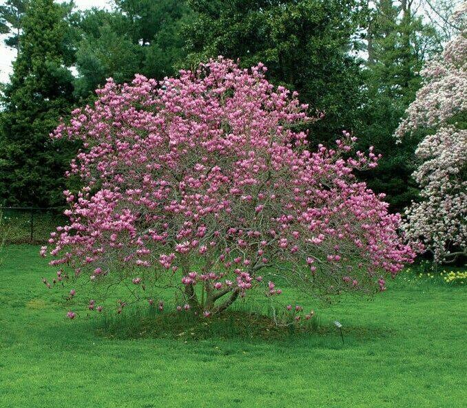 2 Ann Magnolia Trees/Shrubs - Live Plants - 6-12" Tall - 3" Pot - Ships Potted - The Nursery Center