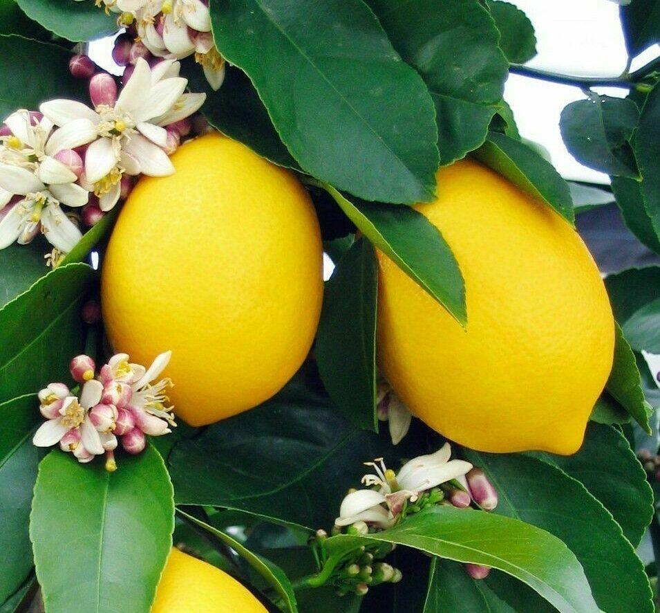 Improved Meyer Lemon Tree - Semi-Dwarf - 18-36" Tall Live Citrus Plant - Indoor/Outdoor Patio Plant - Gallon Pot - The Nursery Center