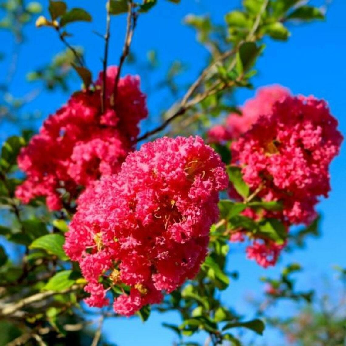 2 Mixed Crape Myrtle Shrubs/Trees,18-24" Tall Plants, Lagerstroemia indica Rosea - The Nursery Center