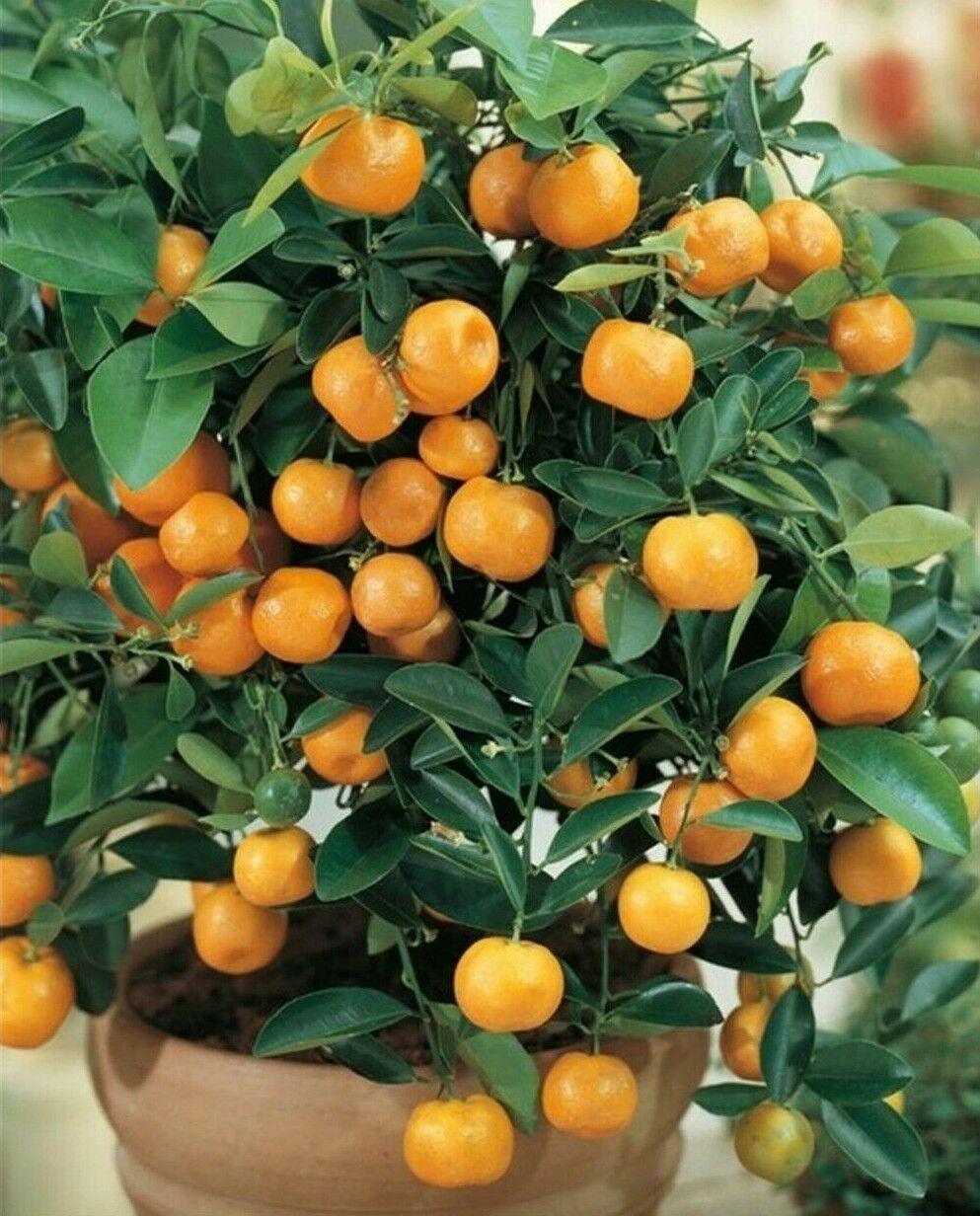 Calamondin/Calamansi Orange Tree - 12-15" Tall Live Plant, 5" Pot - Citrus mitis - The Nursery Center