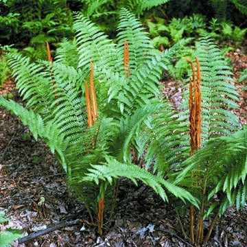 20 Cinnamon Fern Rhizomes / Roots - Perennial Herb Plants - Osmunda cinnamomea - The Nursery Center
