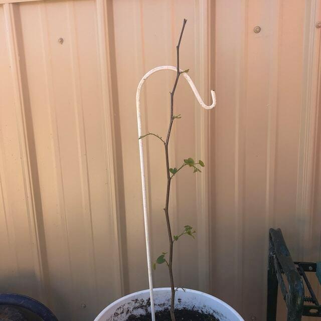 5 Pecan Trees - 6-12" Tall Live Plants - Bareroot Seedlings - Carya illinoinensis - The Nursery Center