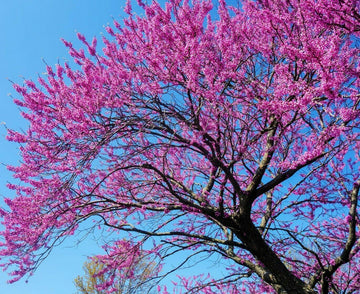 Eastern Redbud Tree - Live Plant - 18-24