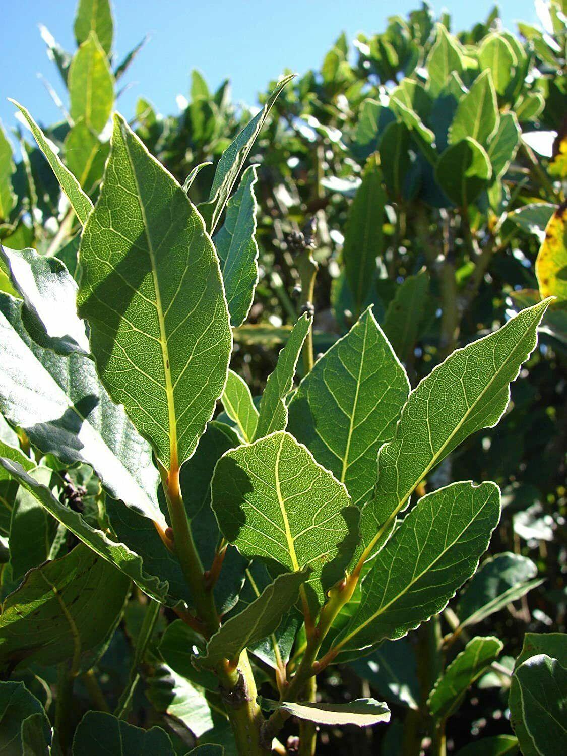 6 Bay Leaf Trees - 3" Tall Live Plants, Sweet Bay/Grecian Laurel, Laurus nobilis - The Nursery Center