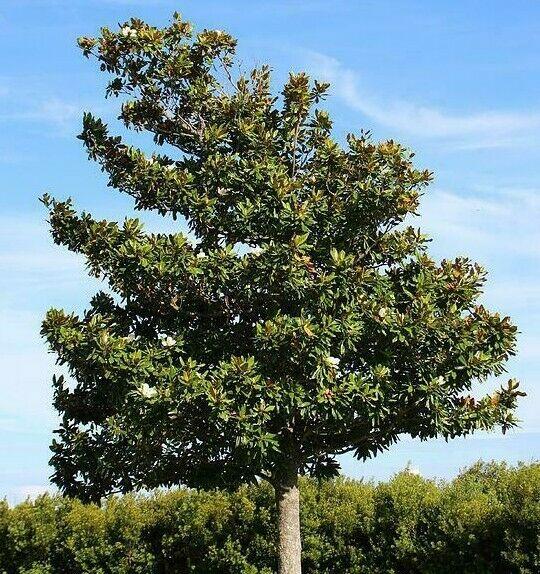 Southern Magnolia Tree - Live Potted Plant - 24-36" (2-3') Tall - Gallon Pot - The Nursery Center