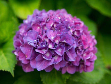 Merritts Supreme Hydrangea Shrub/Bush, 8-12