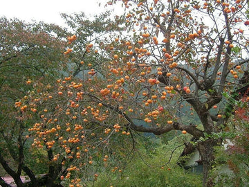 6 American Persimmon Trees - 5-10