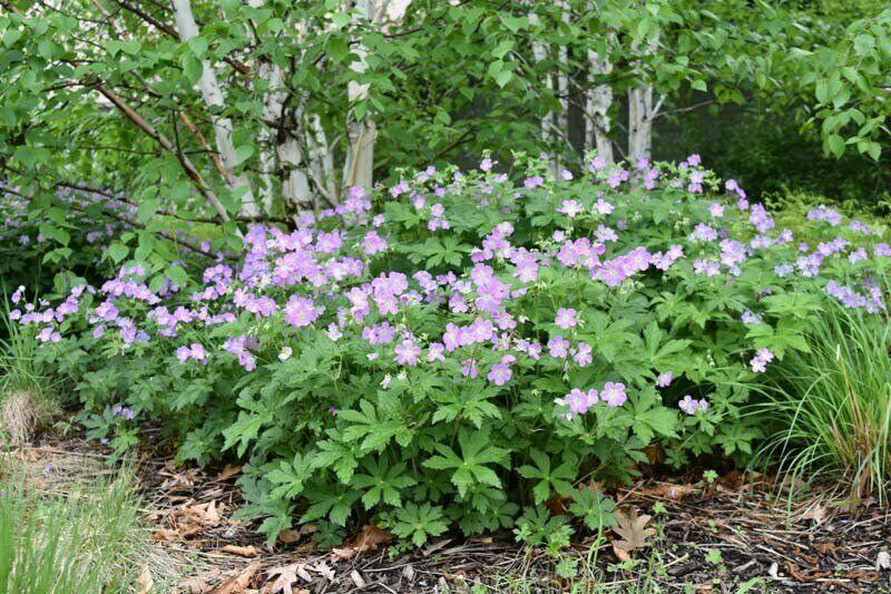 5 Wild Geranium Roots - Cranesbill/Spotted Purple Flower - Geranium maculatum - The Nursery Center
