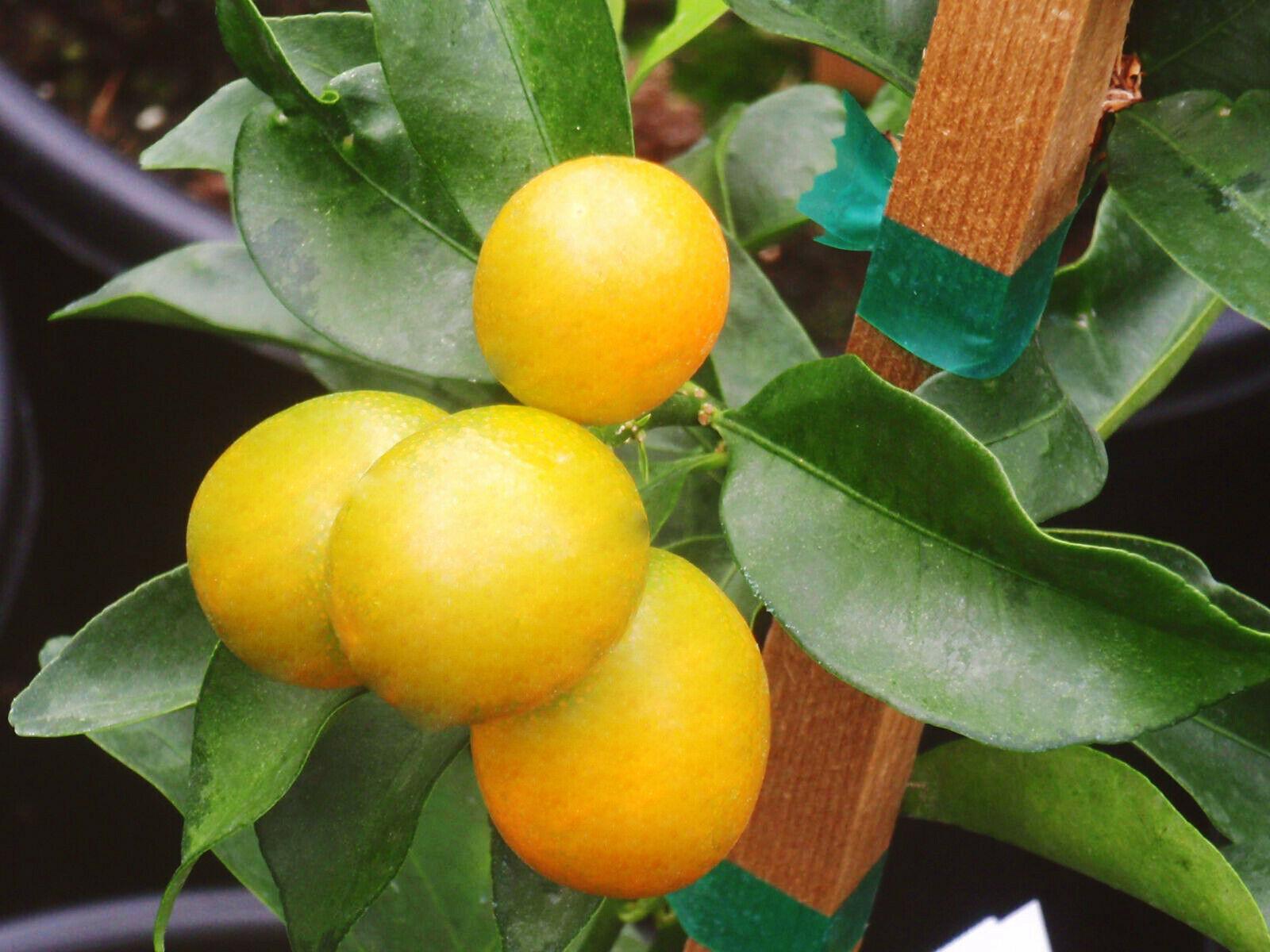Meiwa Kumquat Tree - 12-24" Tall - Live Plant - Grafted - Citrus - Potted - The Nursery Center