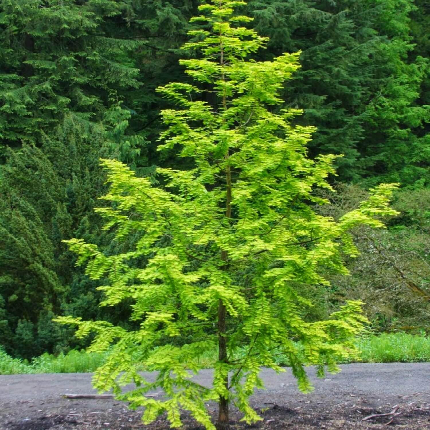 Dawn Redwood Tree - Live Plant - 8-12" Tall Seedling - Quart Pot - Metasequoia glyptostroboides - The Nursery Center