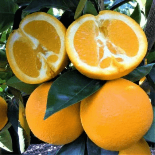 Washington Navel Orange Tree - 26-30" Tall - Live Citrus Plant - 1 Gallon Pot - The Nursery Center